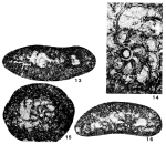 Dizerina anatolica Meriç, 1978