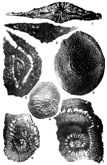 Arnaudiella grossouvrei Douvillé, 1907 Arnaudiella grossouvrei Douvillé, 1907