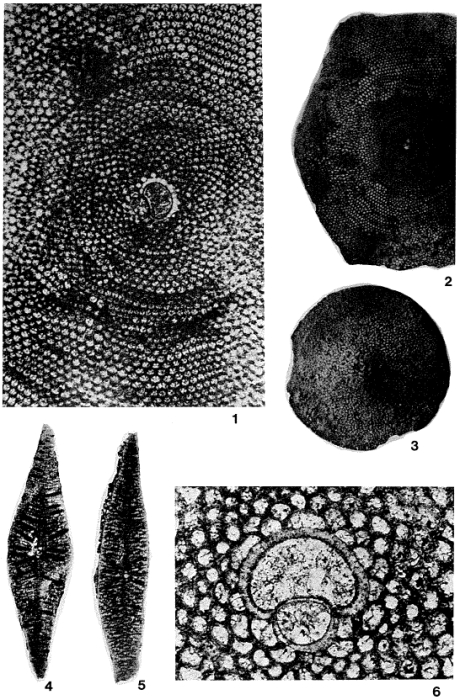 Lepidorbitoides socialis (Leymerie, 1851) Lepidorbitoides socialis (Leymerie, 1851)