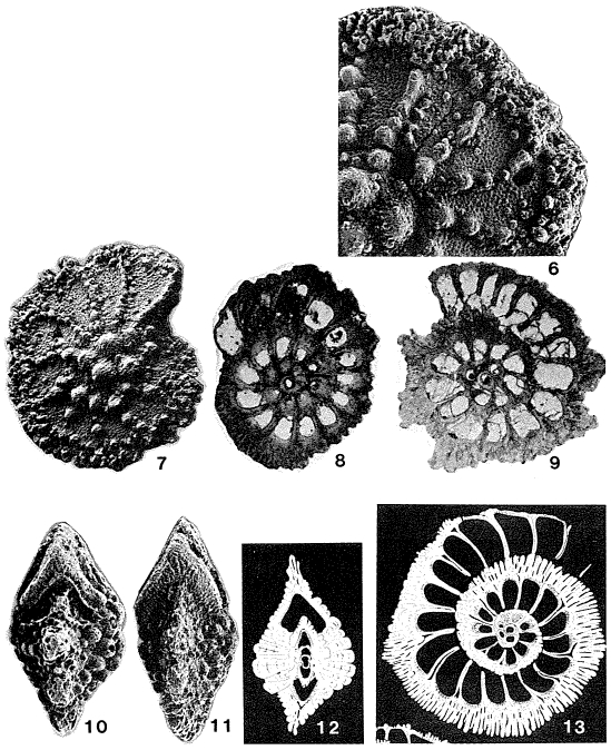 Praesiderolites douvillei Wannier, 1983 Praesiderolites douvillei Wannier, 1983