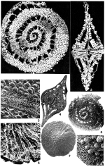 Pseudosiderolites vidali (Douvillé, 1907)