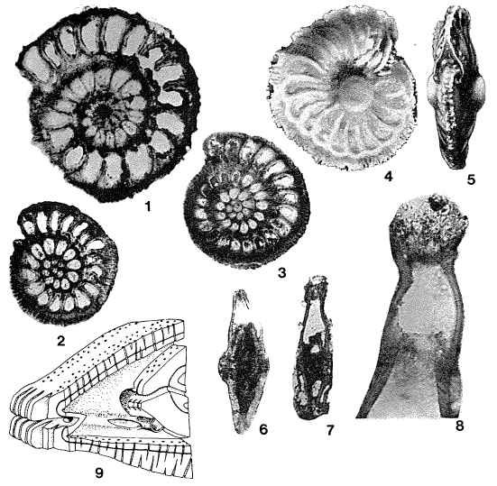 Sulcoperculina dickersoni (Palmer, 1934) Sulcoperculina dickersoni (Palmer, 1934)