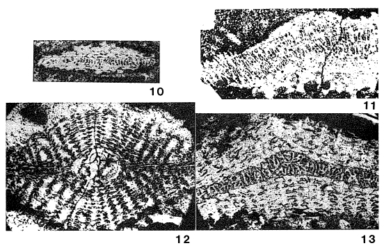 Historbitoides kozaryi Brönnimann, 1956
