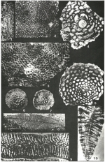 Pseudorbitoides trechmanni Douvillé, 1922