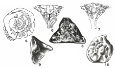 Conorbitoides cristalensis Brönnimann, 1958