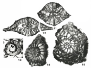 Sulcorbitoides pardoi Brönnimann, 1954