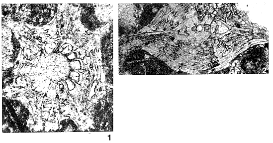 Aktinorbitoides browni Brönnimann, 1958