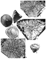 Ctenorbitoides cardwelli Brönnimann, 1958