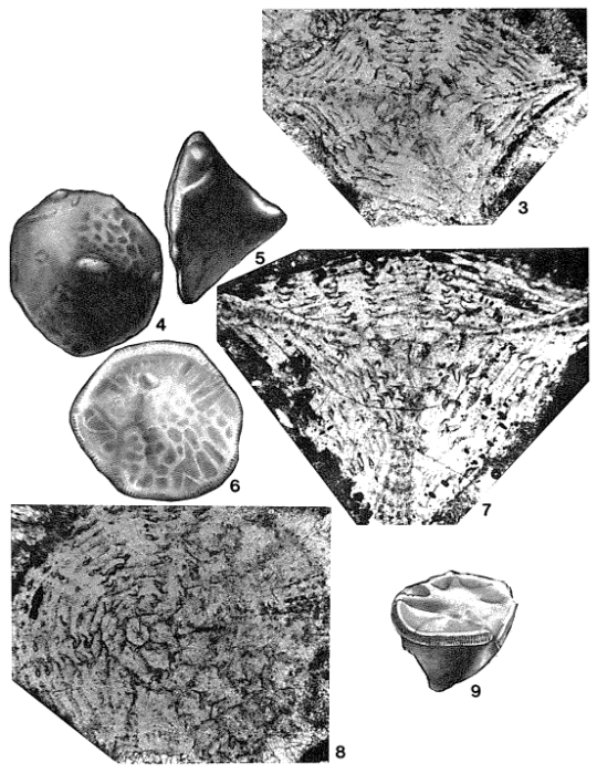 Ctenorbitoides cardwelli Brönnimann, 1958