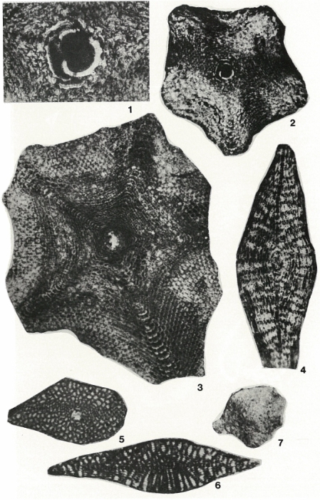 Asterorbis rooki Vaughan & Cole, 1932