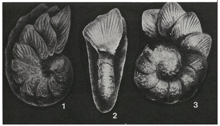 Rotalia palmerae Cushman & Bermúdez, 1947