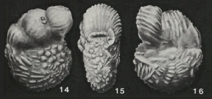 Thalmannita madrugaensis (Cushman & Bermúdez, 1947)