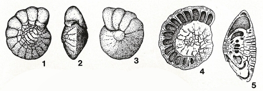 Storrsella haastersi (van den Bold, 1946)