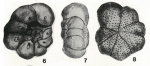 Pseudowoodella mamilligera Haque, 1956