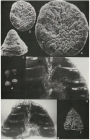 Camagueyia perplexa Cole & Bermúdez, 1944