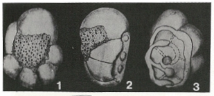 Cincoriola ovoidea (Haque, 1956)