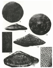 Dictyoconoides cooki (Carter) em. Davies, 1952