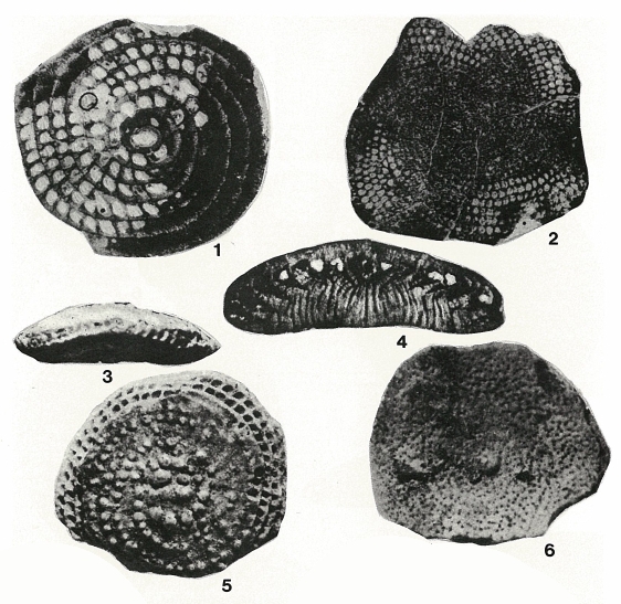 Dictyokathina simplex Smout, 1954