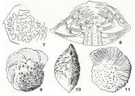 Praestorrsella roestae (Visser, 1951)