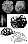 Chromista - Foraminifera (foraminifers)