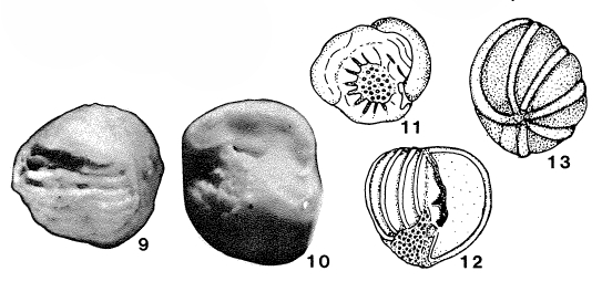 Reedella radhumaensis Hasson, 1985