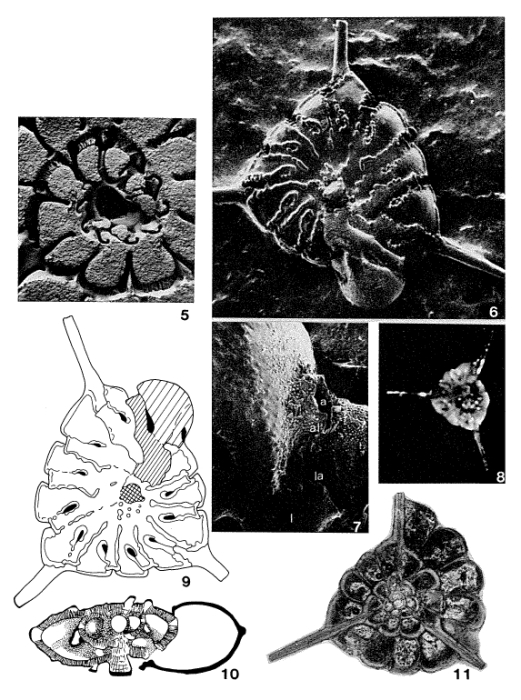 Asterorotalia pulchella (d'Orbigny, 1839) Asterorotalia pulchella (d'Orbigny, 1839)