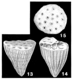 Ferayina coralliformis Frizzell, 1949