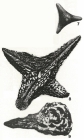 Silvestriella tetraedra (Gümbel, 1870)