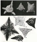 Baculogypsinoides spinosus Yabe & Hanzawa, 1930