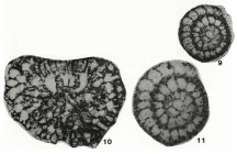 Quasirotalia guamensis Hanzawa, 1967