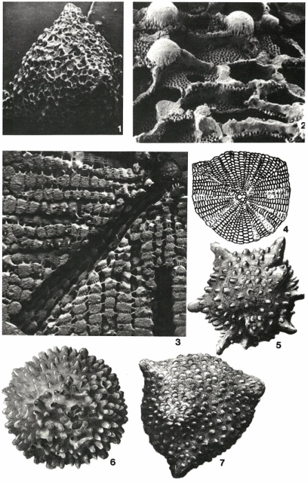Schlumbergerella floresiana (Schlumberger, 1896) Schlumbergerella floresiana (Schlumberger, 1896)