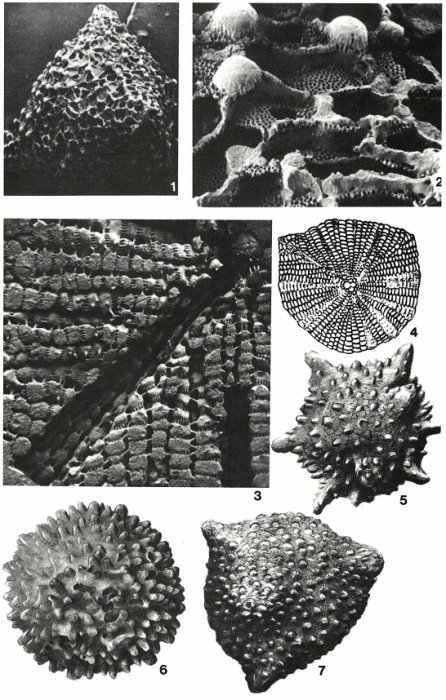 Schlumbergerella floresiana (Schlumberger, 1896)