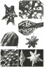 Siderolites calcitrapoides Lamarck, 1801