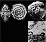 Pellatispirella matleyi (Vaughan, 1929)