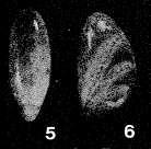 Rectoelphidiella lepida He, Hu & Wang, 1965