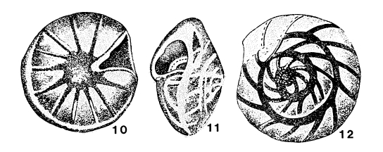 Porosorotalia clarki (Voloshinova, 1952) Porosorotalia clarki (Voloshinova, 1952)