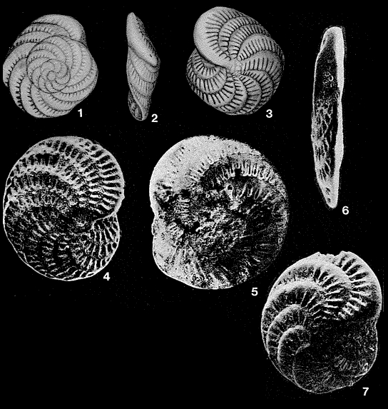 Faujasina carinata d'Orbigny, 1839 Faujasina carinata d'Orbigny, 1839