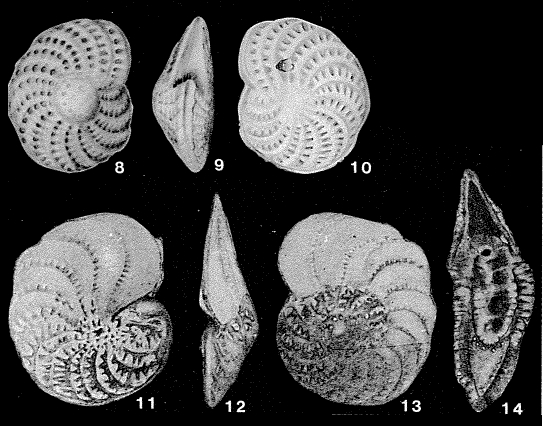 Polystomellina discorbinoides (Yabe & Hanzawa, 1923)