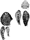 Miogypsinoides dehaartii (van der Vlerk, 1924)