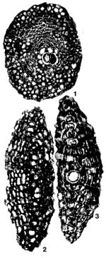 Miolepidocyclina burdigalensis (Gümbel, 1870)