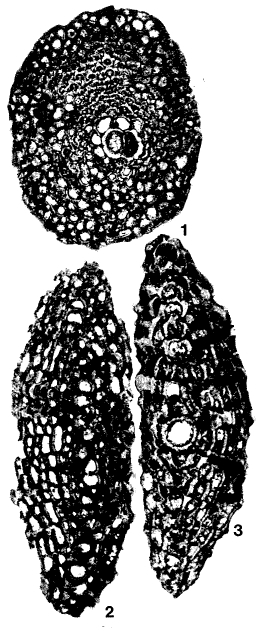 Miolepidocyclina burdigalensis (Gümbel, 1870) Miolepidocyclina burdigalensis (Gümbel, 1870)