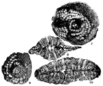 Biplanispira mirabilis (Umbgrove, 1936)
