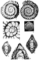 Chromista - Foraminifera (foraminifers)