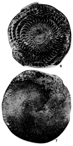 Nummulites laevigatus (Bruguière, 1792)