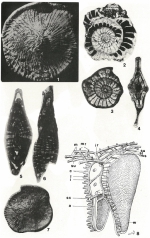 Ranikothalia nuttalli (Davies, 1927)