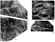 Spiroclypeus orbitoideus Douvillé, 1905