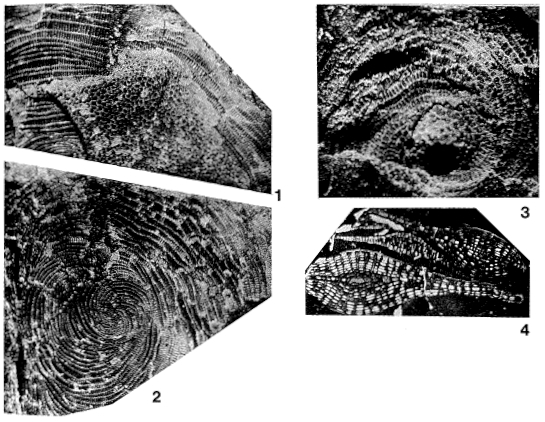 Spiroclypeus orbitoideus Douvillé, 1905 Spiroclypeus orbitoideus Douvillé, 1905