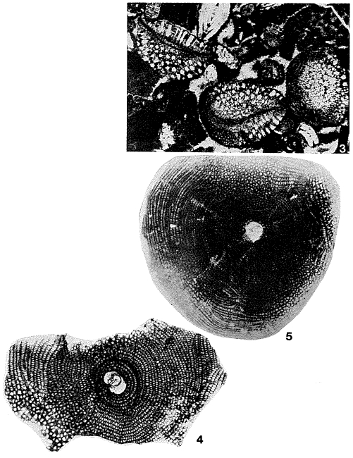 Orbitoclypeus himerensis Silvestri, 1907 Orbitoclypeus himerensis Silvestri, 1907