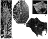 Asterocyclina stellata (d'Archiac, 1846)