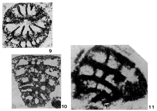 Palaeolituonella fluegeli Zaninetti, Altiner, Dager & Ducret, 1982 Palaeolituonella fluegeli Zaninetti, Altiner, Dager & Ducret, 1982